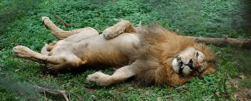 resting lion