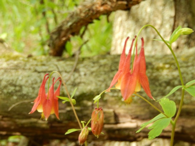 I love the Wild Honeysuckle