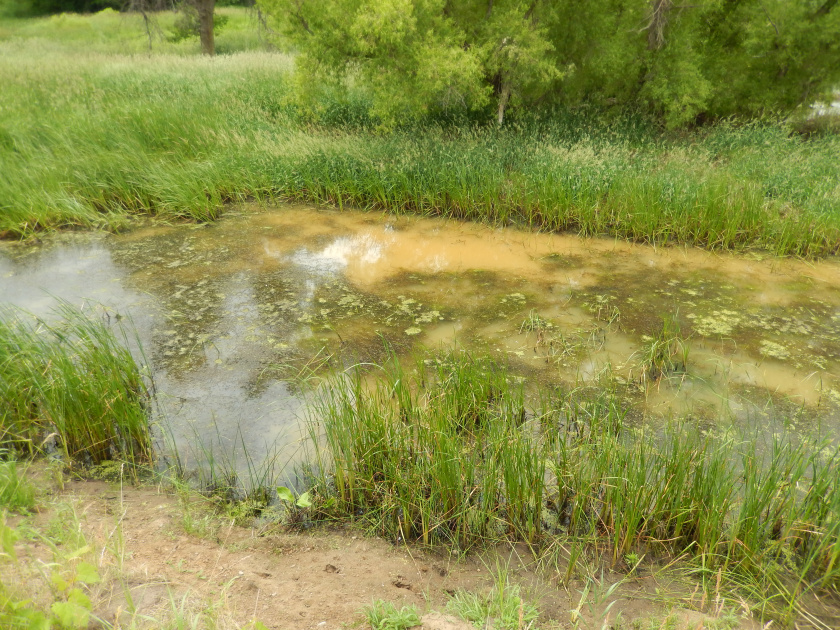 Fluids Putrid Putrid water | Prayer A to Z
